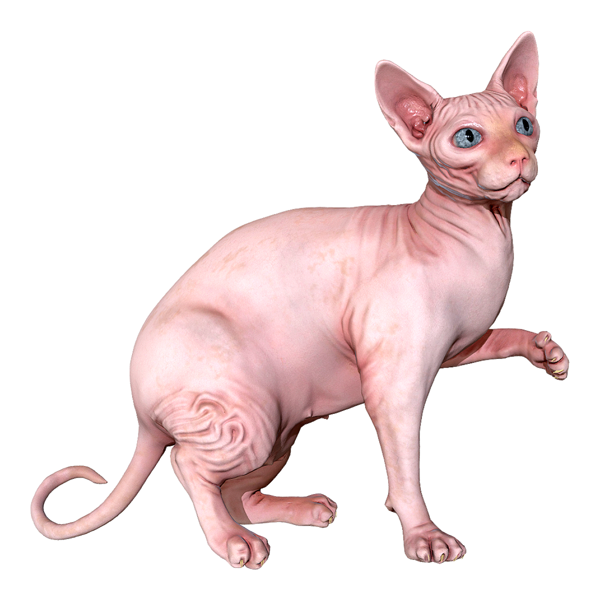 加拿大无毛猫模型预览图