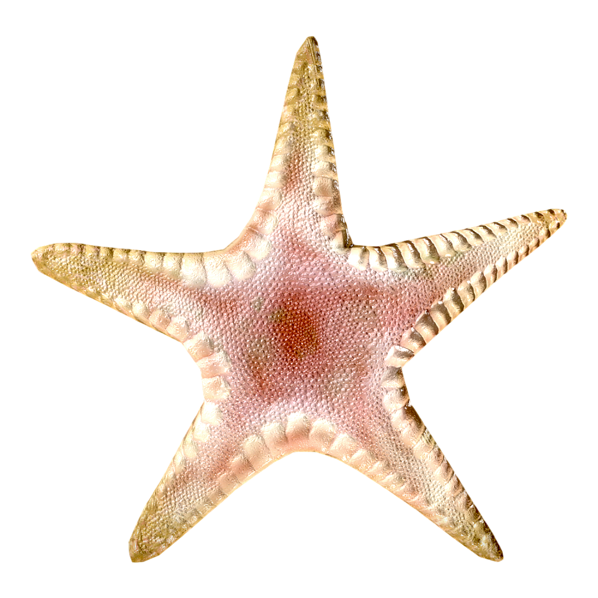 海星模型预览图