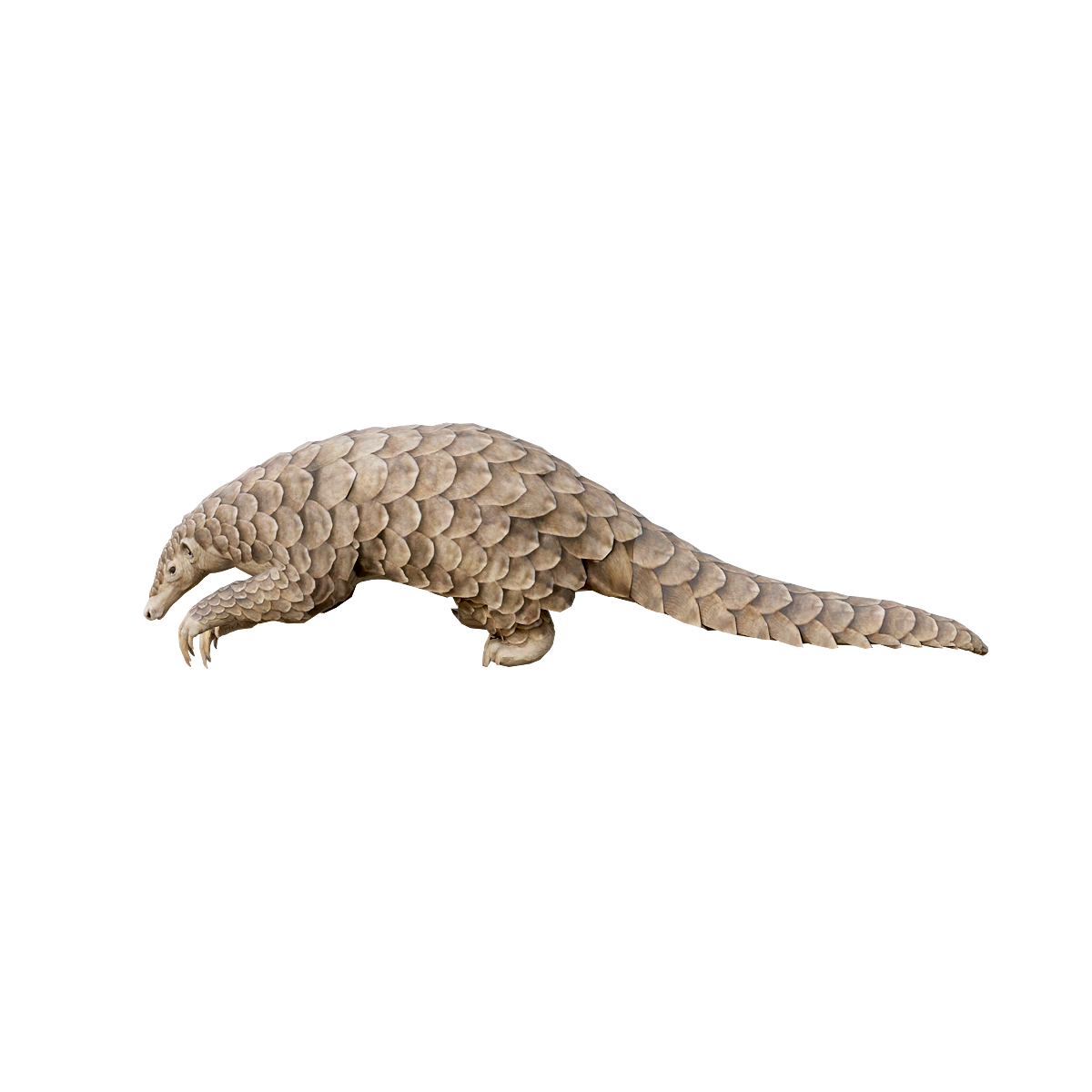 穿山甲（带3D动画模型）模型预览图