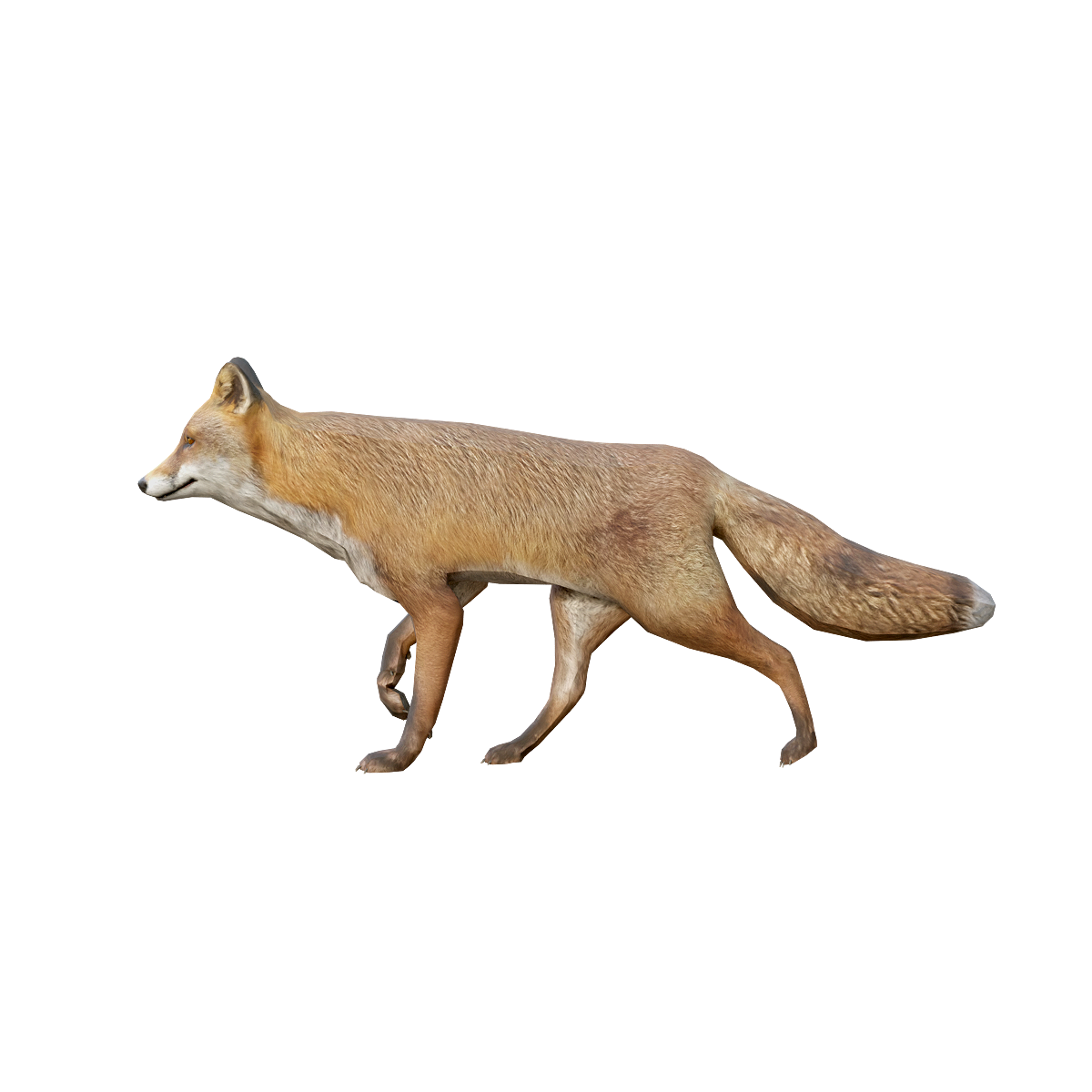 狐狸3D模型动画模型预览图