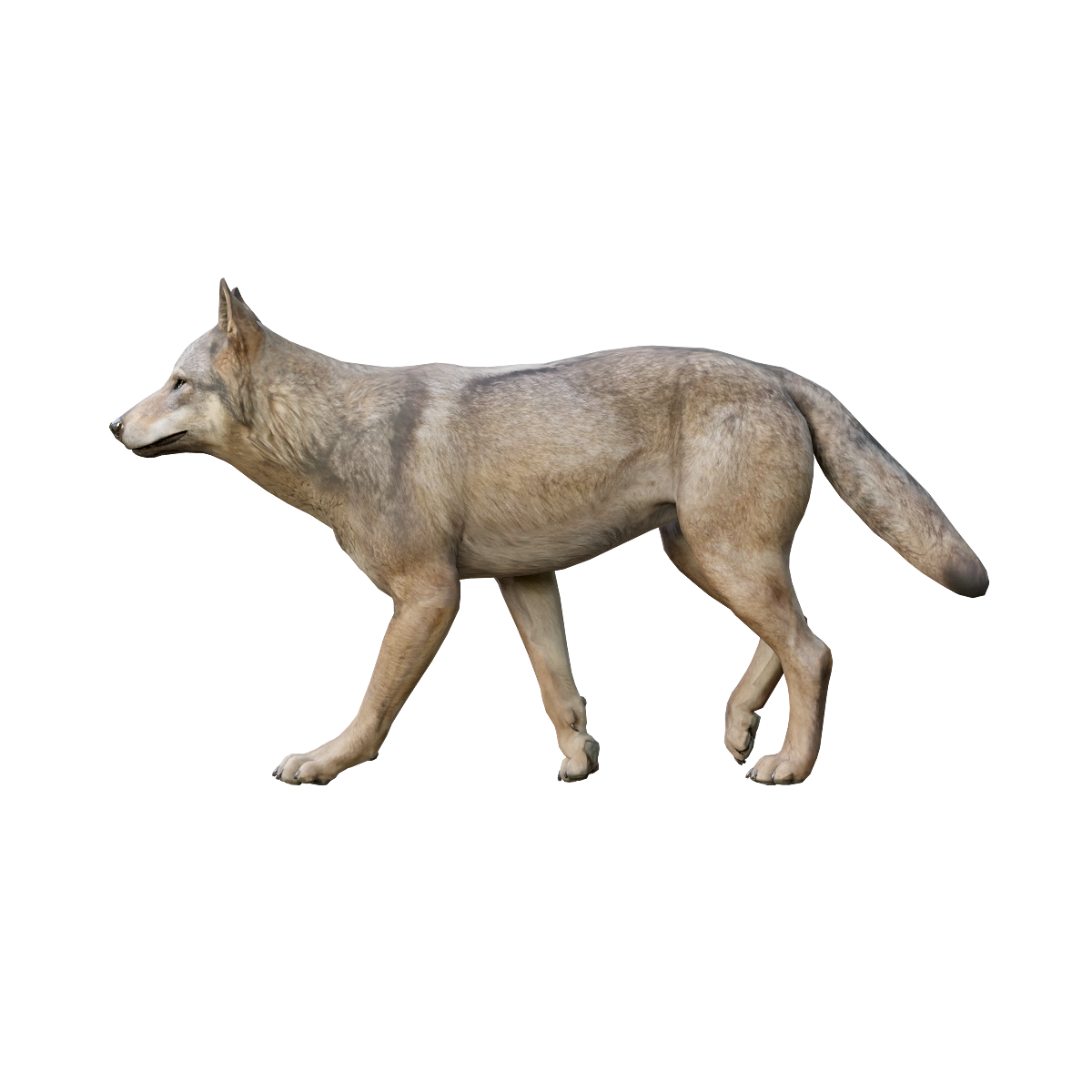 灰狼（雄性）3D模型动画模型预览图