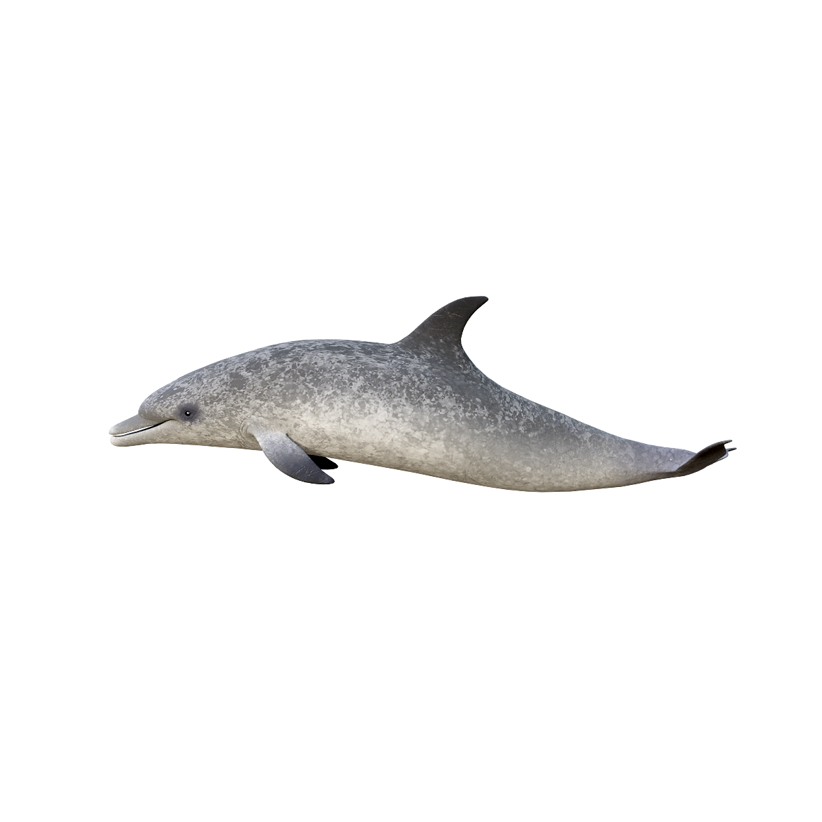 大西洋斑纹海豚（带3D动画模型）glb模型预览图
