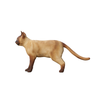 缅甸猫（带3D动画模型）