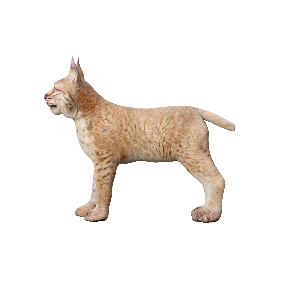 欧亚猞猁幼崽3D模型带动画模型预览图