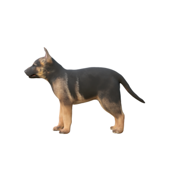 德国牧羊犬幼崽（带3D动画模型）