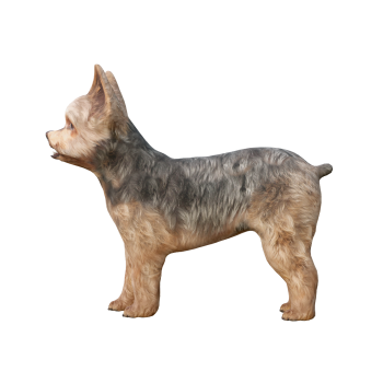 约克郡梗犬带3D动画模型