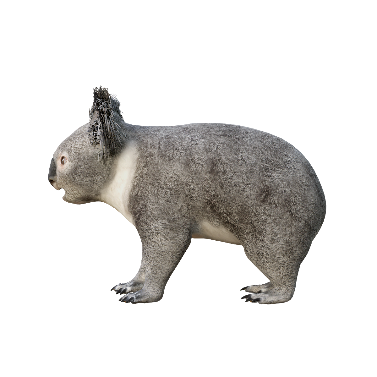 树袋熊3D模型带动画模型预览图