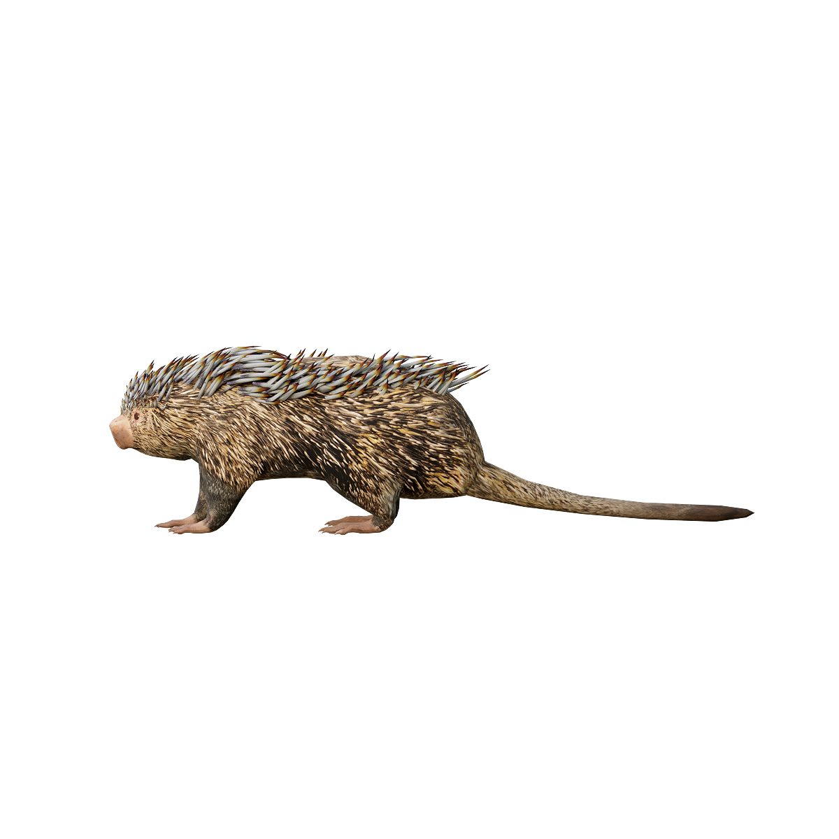 巴西树豪猪3D模型动画模型预览图