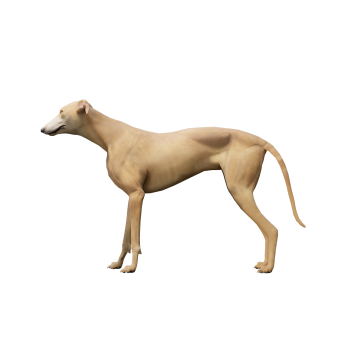 格力犬3D模型动画