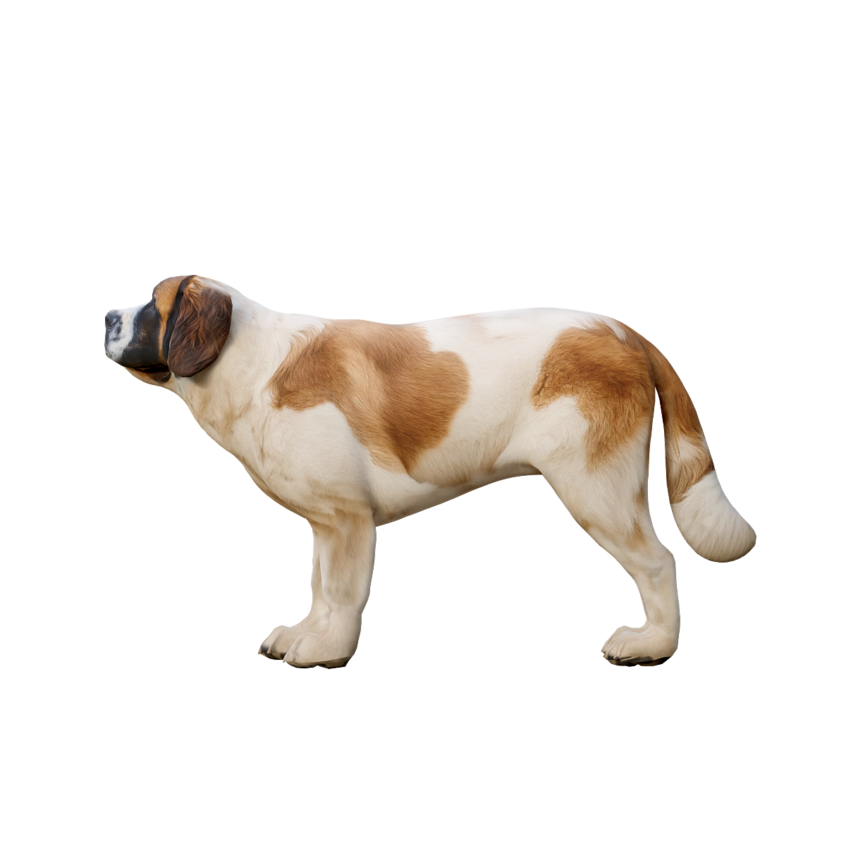 圣伯纳犬3D动画模型模型预览图