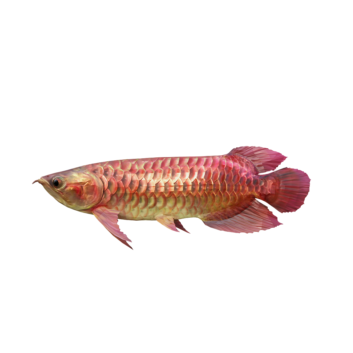 红色美丽硬仆骨舌鱼3D模型动画模型预览图