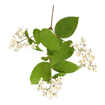 溲疏花标本