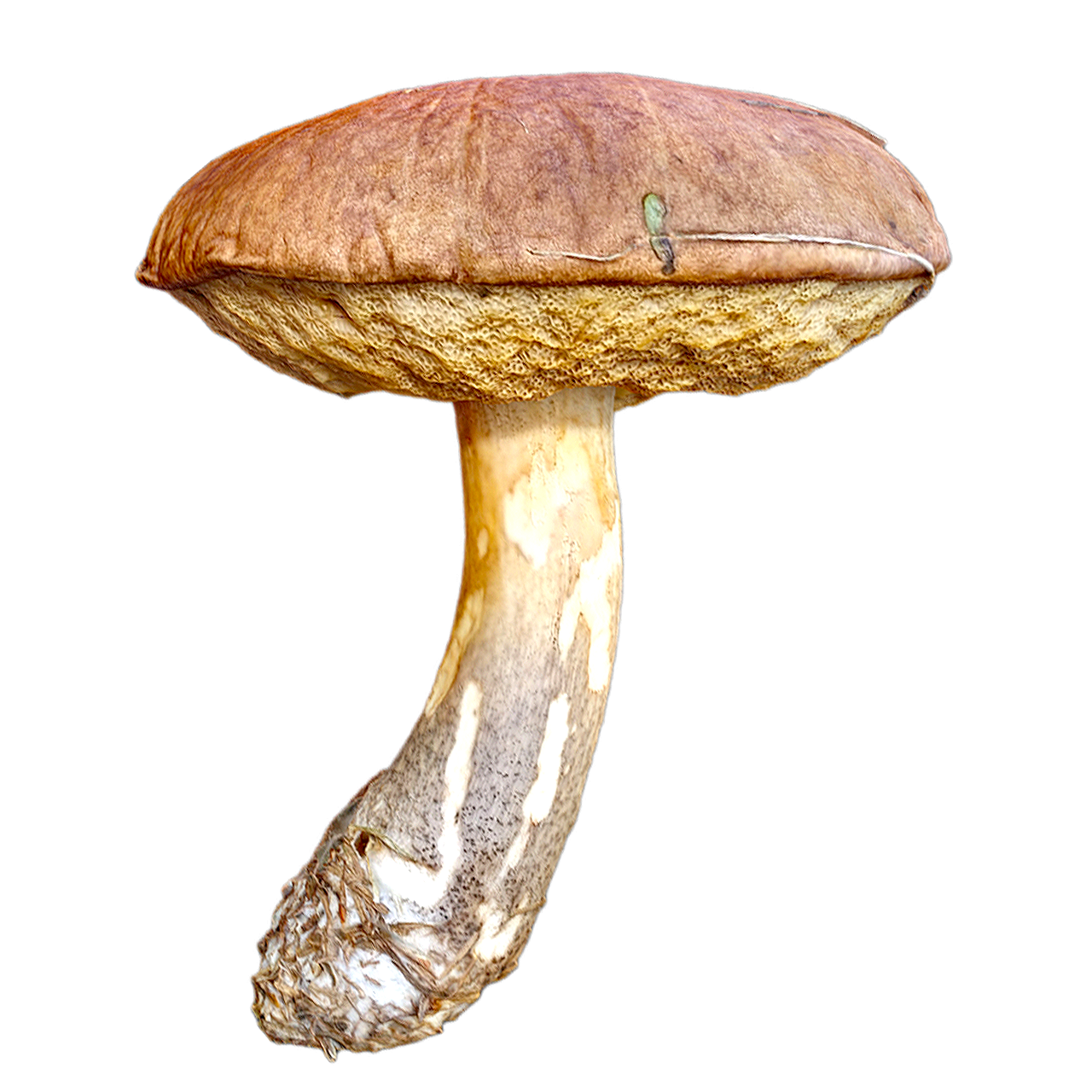 黄褐牛肝菌模型预览图