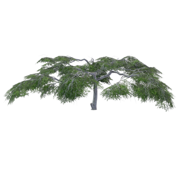 金合欢3D模型