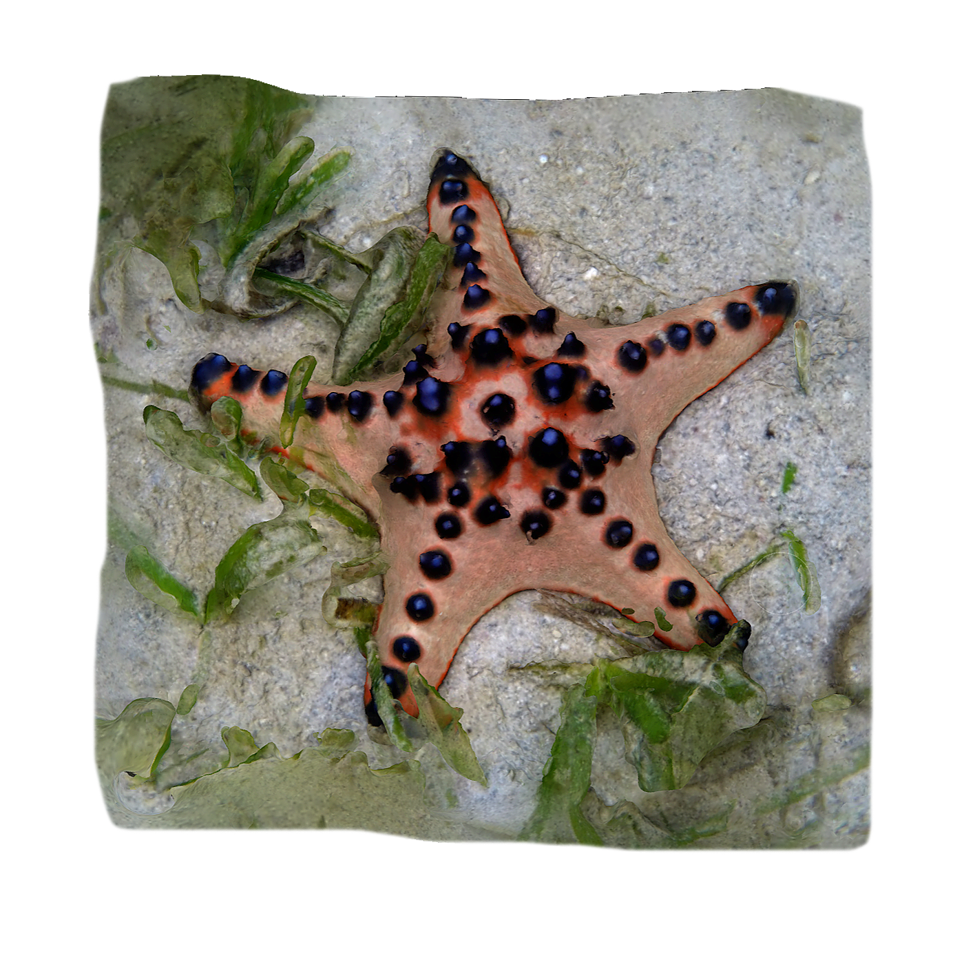 棘冠海星模型预览图