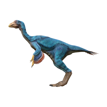 尾羽鸟(3D动画模型)