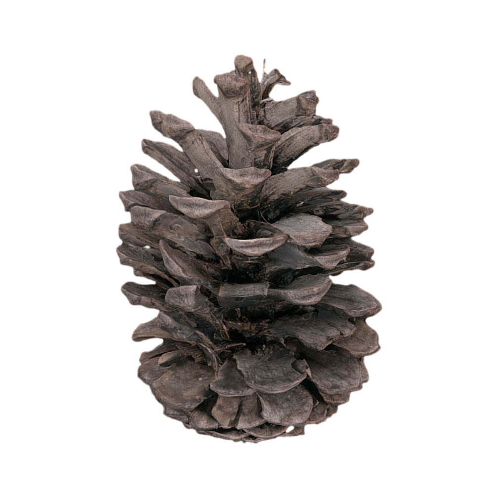 松树植物果实松果3D扫描模型模型预览图
