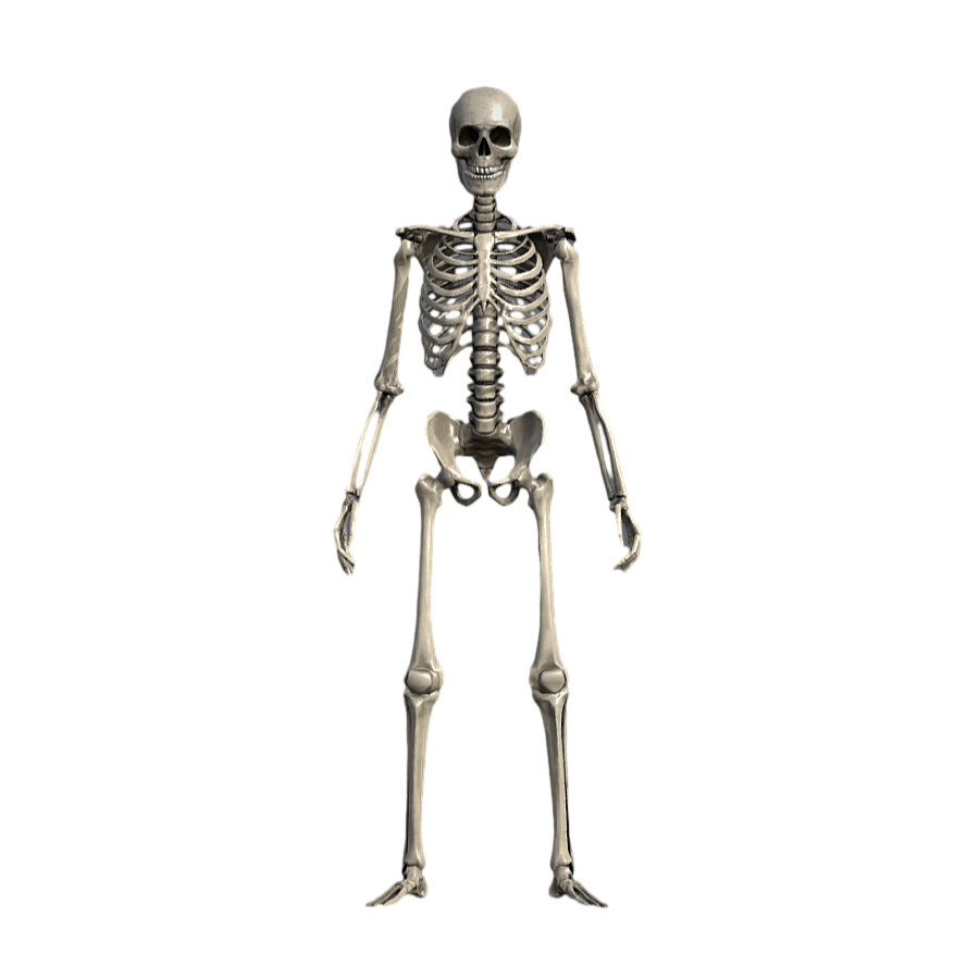 人体骨骼医学艺术参考3D模型模型预览图