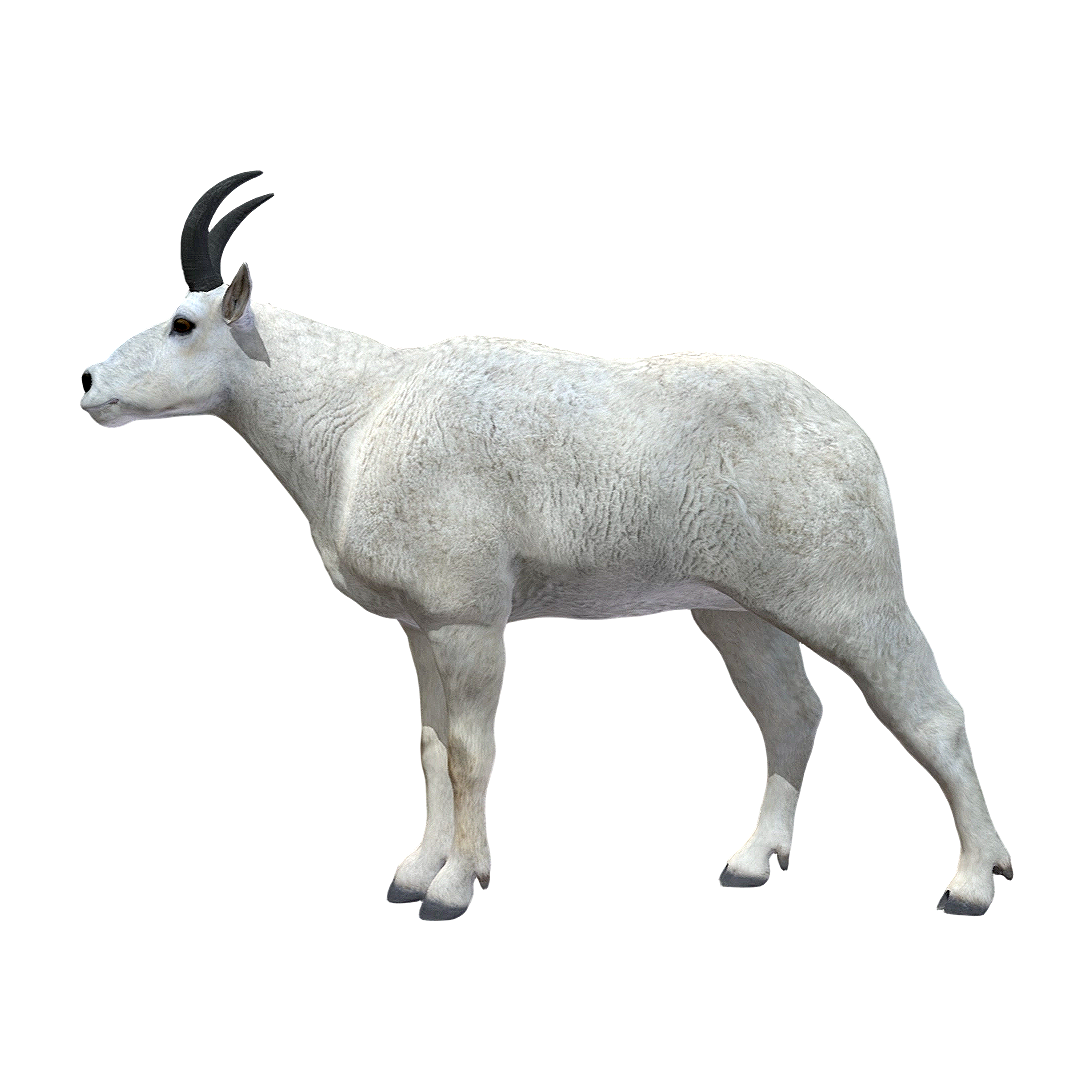 山羊（3D动画模型）模型预览图