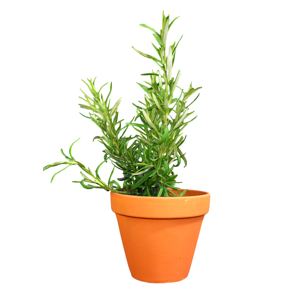 家养绿植迷迭香红陶瓷花盆模型预览图