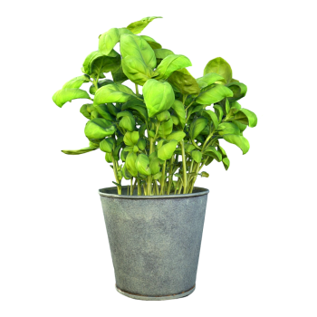 家养绿植绿罗勒铁桶花盆